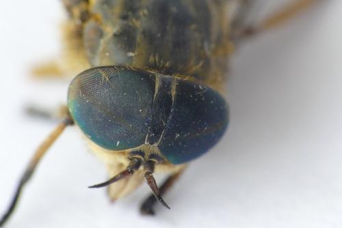 Tabanus bromius